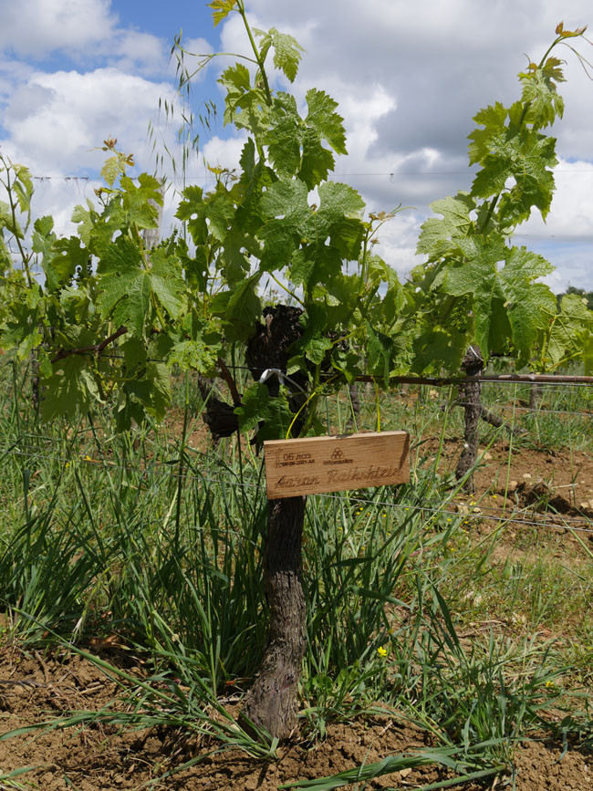 Виноградник на урожай